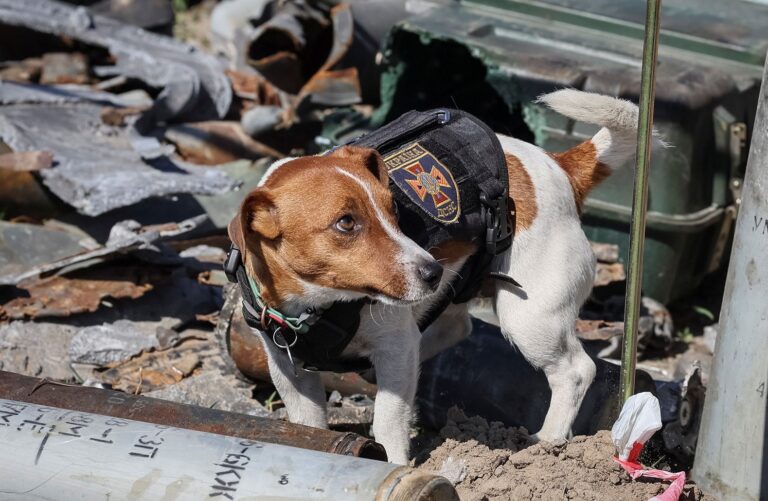 Zelensky entregó condecoración a Patrón, el perro que ayuda a detectar minas explosivas rusas en Ucrania