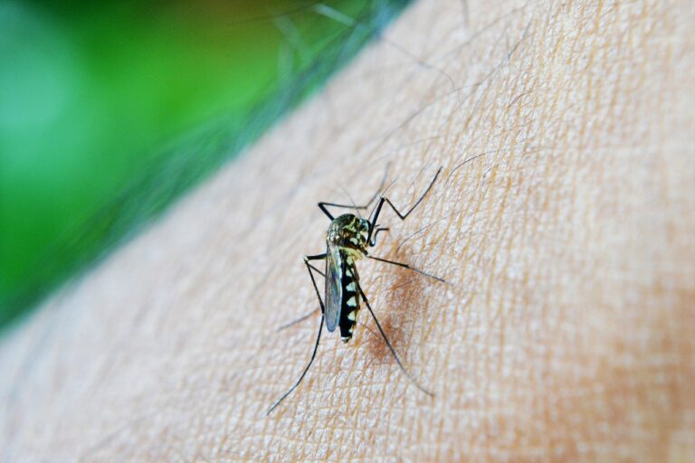 Brasil registra en cuatro meses igual número de casos de dengue que en 2021