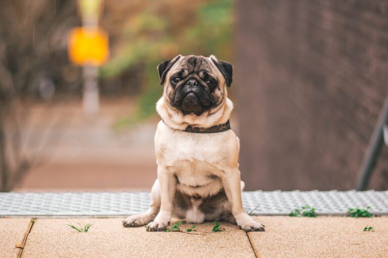 Estudio revela que los pug 