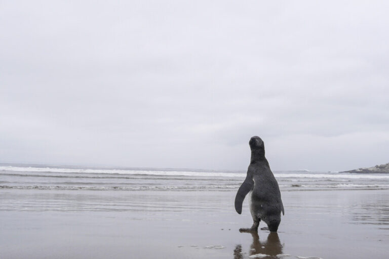 Presidente Boric anuncia trabajo con Canadá para crear corredores marinos protegidos 