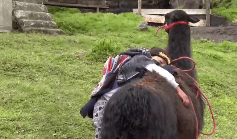 Ecuador: Niño de 8 años monta todos los días una llama para trasladarse a la escuela