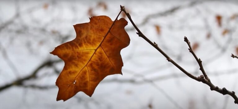 El ciclo de la vida y la muerte: ¿Cómo aprender a elaborar el duelo de un ser querido?