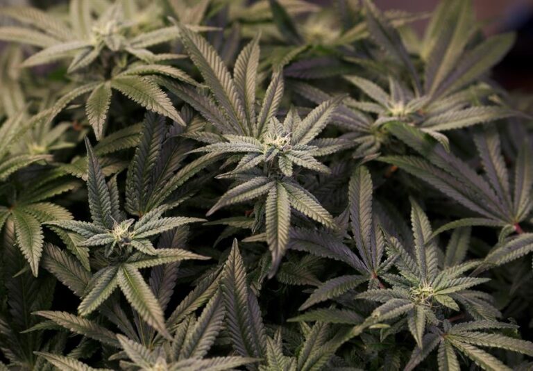 España podría dispensar cannabis medicinal a finales de este año