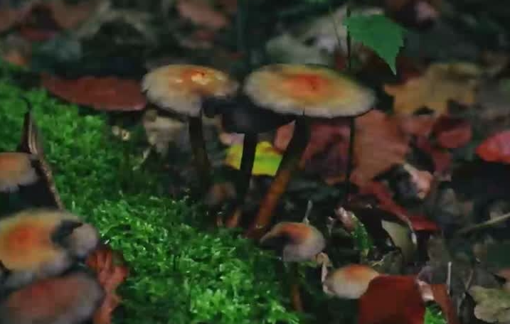 Salud mental: Estudio reveló que dosis de un 