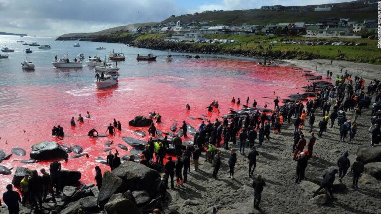 Las Islas Feroe establecen una cuota de 500 delfines para ser asesinados en la controvertida caza anual de ballenas
