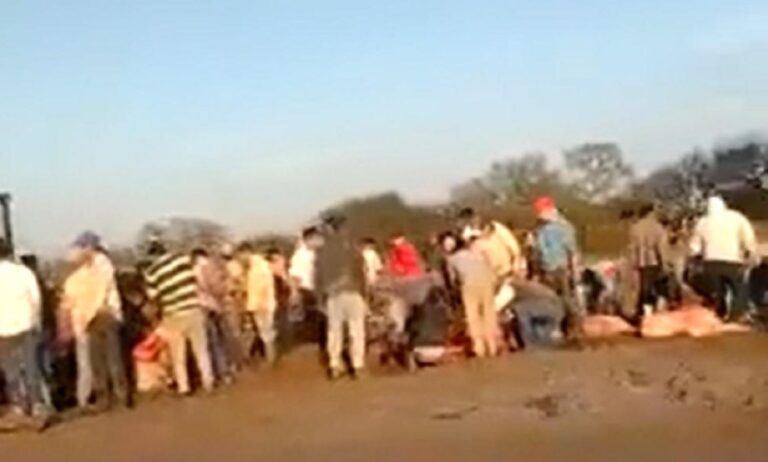 Camión volcó con 50 vacas y vecinos las faenaron a todas: En pocos minutos no quedó ninguna con vida