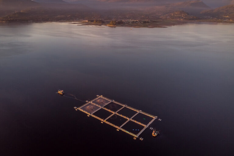 Activan fiscalizaciones por sospecha de virus ISA en centros de cultivos de salmones en Magallanes