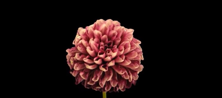 ¿Se puede aprender a morir?