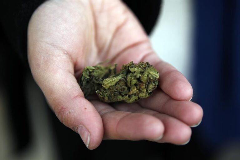 Venta legal de marihuana en farmacias cumple 5 años en Uruguay: 