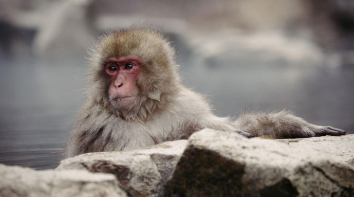 Ciudad japonesa enfrenta una ola de ataques de monos: 