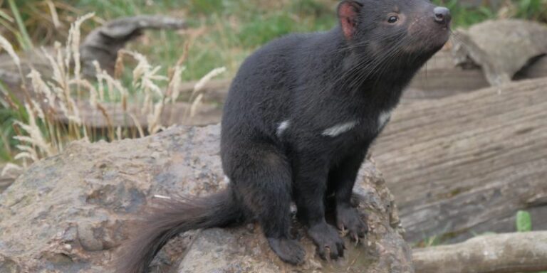 Ambicioso proyecto de conservación logró regresar al demonio de Tasmania a Australia continental luego de 3.000 años