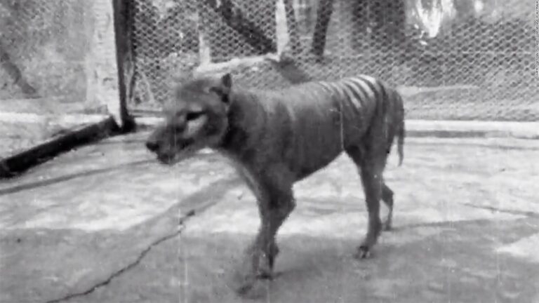 Científicos planean la resurrección del tigre de Tasmania, animal extinto desde 1936