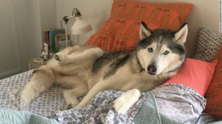 Demencia en los perros: Qué señales buscar para identificarla y cómo ayudarlos en el proceso