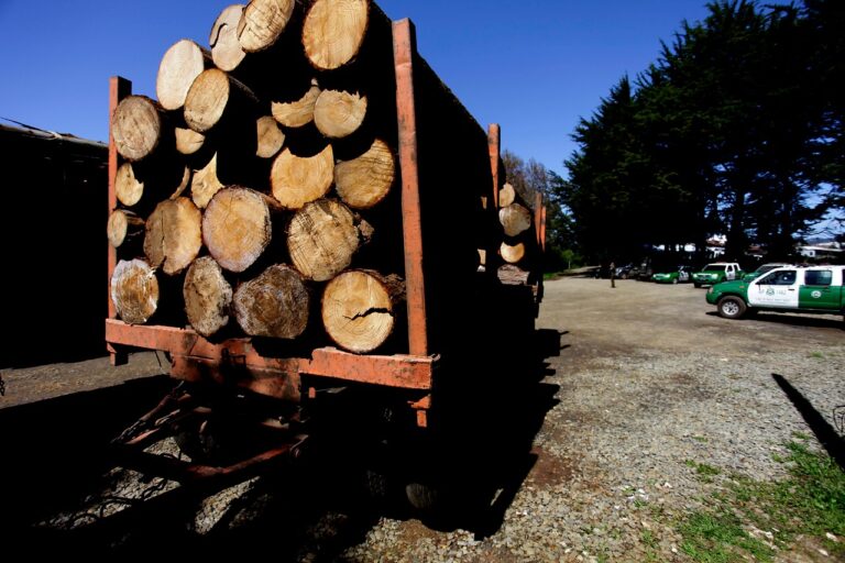 Decretan primera prisión preventiva bajo la nueva ley de robo de madera