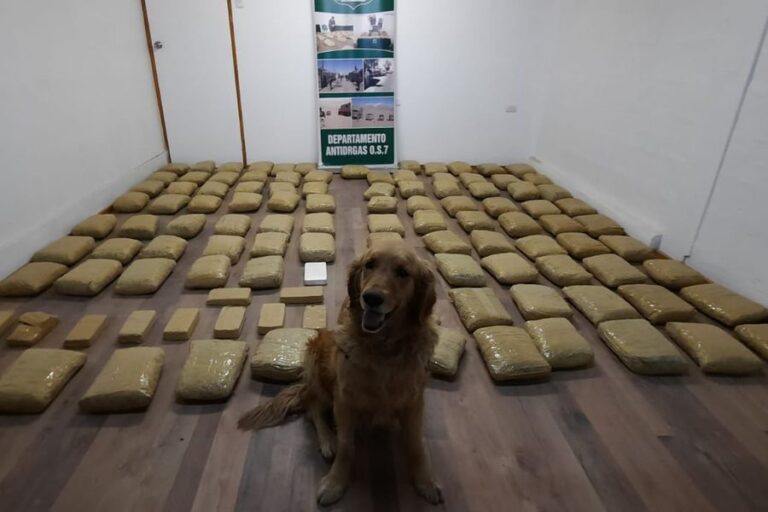 Perro de Carabineros logró la incautación de más de 100 paquetes de droga en un control realizado en Antofagasta