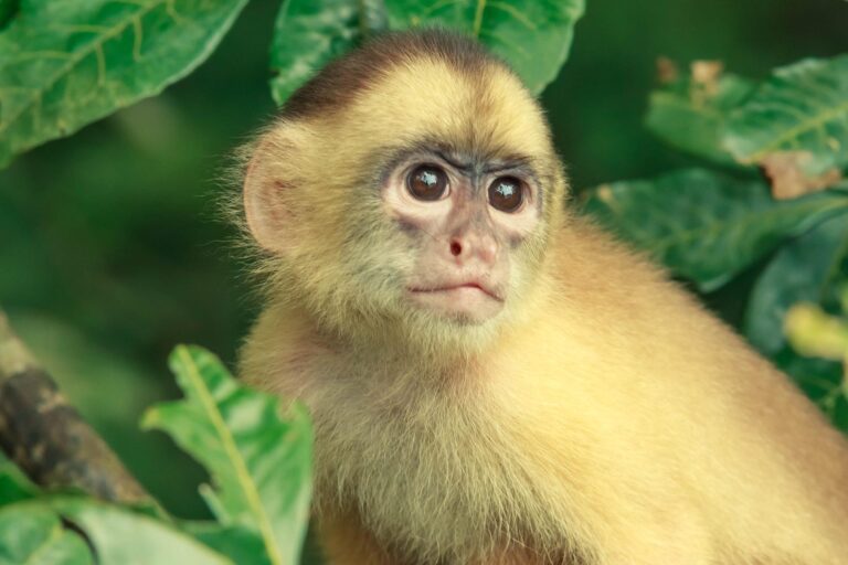 “La transmisión es entre humanos”: OMS lamenta matanza de simios en Brasil por temor a contagios de viruela del mono