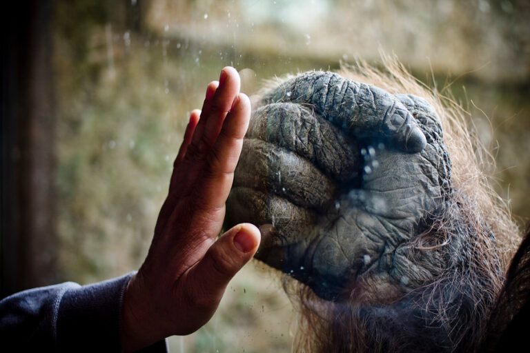 Habeas corpus para un orangután: El inédito proceso impulsado para sacar a Sandai del Buin Zoo y llevarlo a Brasil