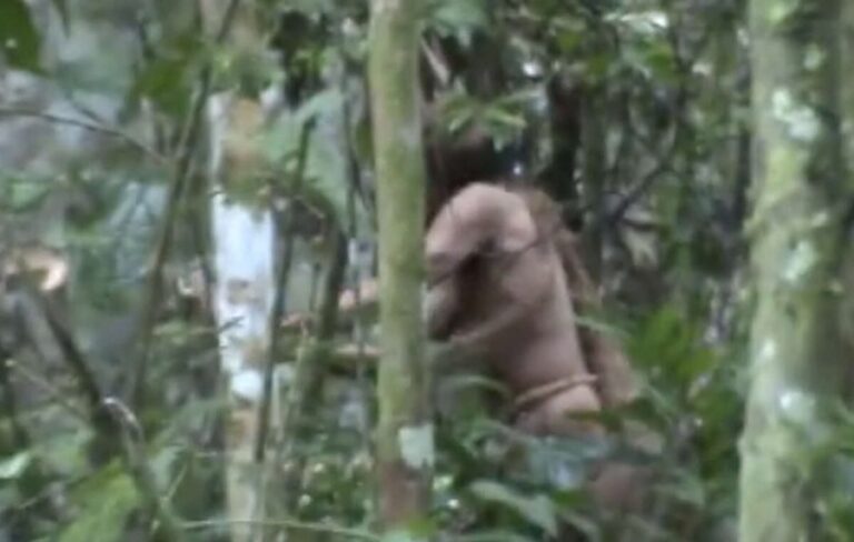 Brasil: Muere el último miembro de una tribu indígena tras resistirse al contacto durante décadas
