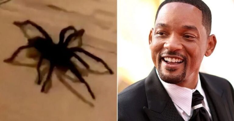 Will Smith reaparece en Instagram y muestra su aterrador encuentro con una tarántula: 