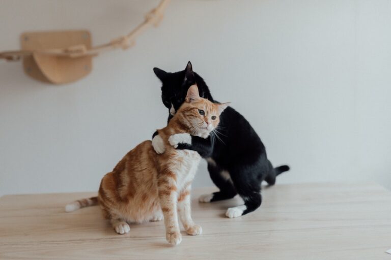 Por qué los gatos ronronean y otros 9 datos sobre ellos