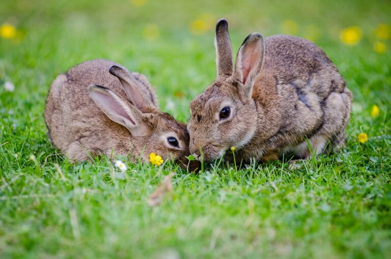 Comisión de Medio Ambiente de la Cámara aprobó proyecto que reconoce a los animales como seres sintientes