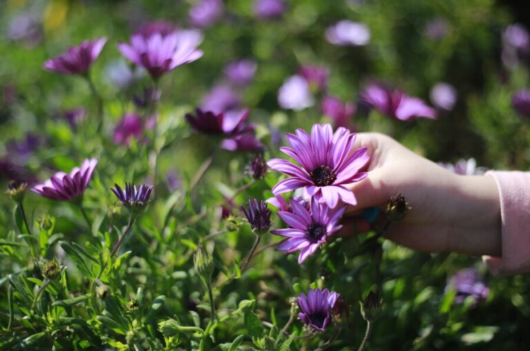 Adiós frío, hola alergias: Hoy comienza oficialmente la primavera