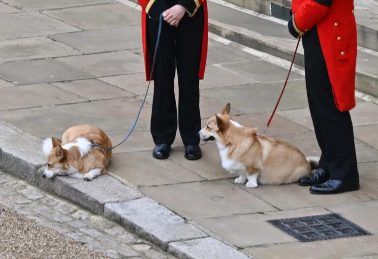 Los perros corgis de la reina Isabel esperaron al cortejo fúnebre en Windsor