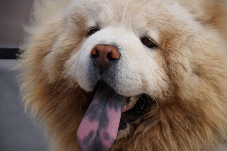 Estudio revela que los perros pueden detectar cuando una persona está estresada por medio del olfato