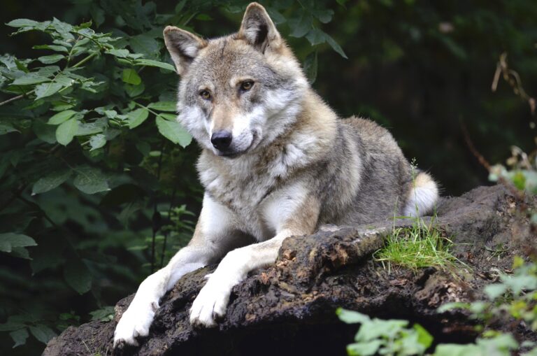 Estudio revela que los lobos también pueden sentir y mostrar afecto por las personas