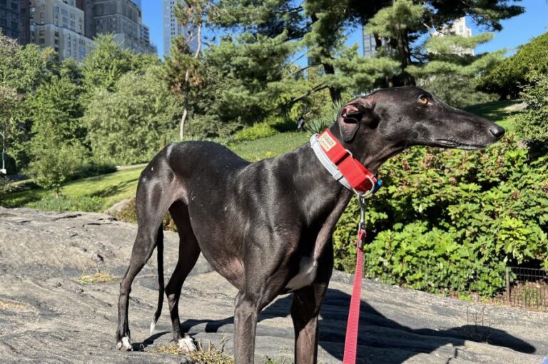 Aitana, la galgo que llegó a Nueva York escapando del maltrato animal en España