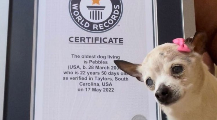 Adiós, Pebbles: La perrita más longeva del mundo murió a los 22 años