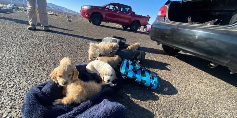 Carabineros detuvo a sujeto por maltrato animal: Llevaba 10 cachorros dentro de mochilas