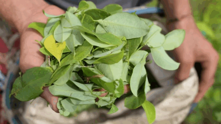 Cultivos de coca alcanzaron niveles históricos en Colombia en 2021, según la ONU