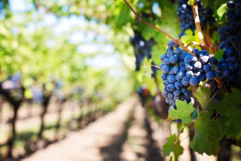 World's Best Vineyards: Dos viñedos chilenos entraron en el top 5 mundial
