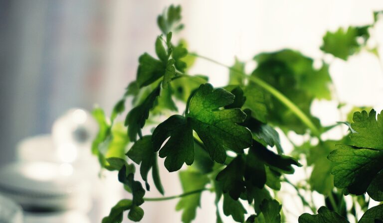 ¿Odias o amas el cilantro? El responsable de tu gusto es la genética