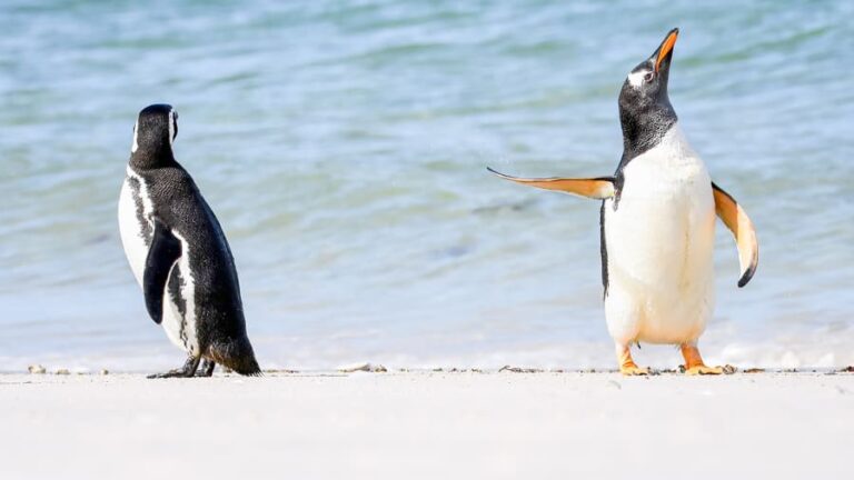 No te lo puedes perder: Las mejores fotos preseleccionadas para los Comedy Wildlife Photography Awards