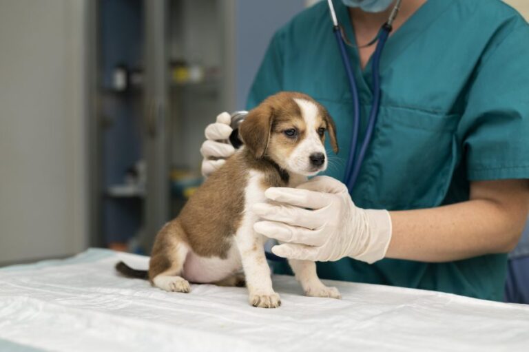 Colmevet acusa desinformación en encuesta del Sernac sobre veterinarias: 