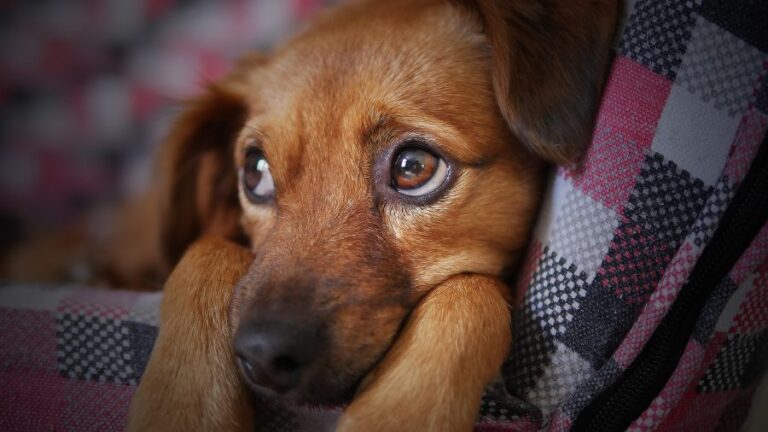 Municipalidad de Lo Prado se querella por maltrato animal: Encontraron bolsas con restos de perros