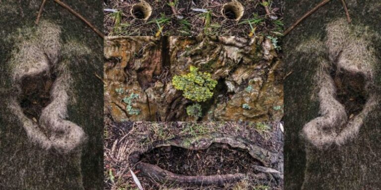 “Ears to see”, la investigación artística que explora la biodiversidad del suelo desde la danza