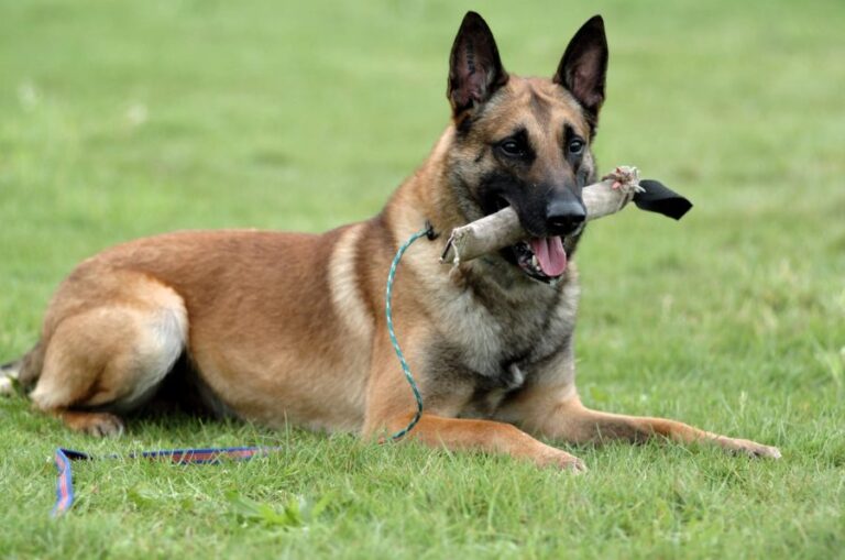 Policía española detuvo a un menor que incitó a su perro para que mordiera a un indigente