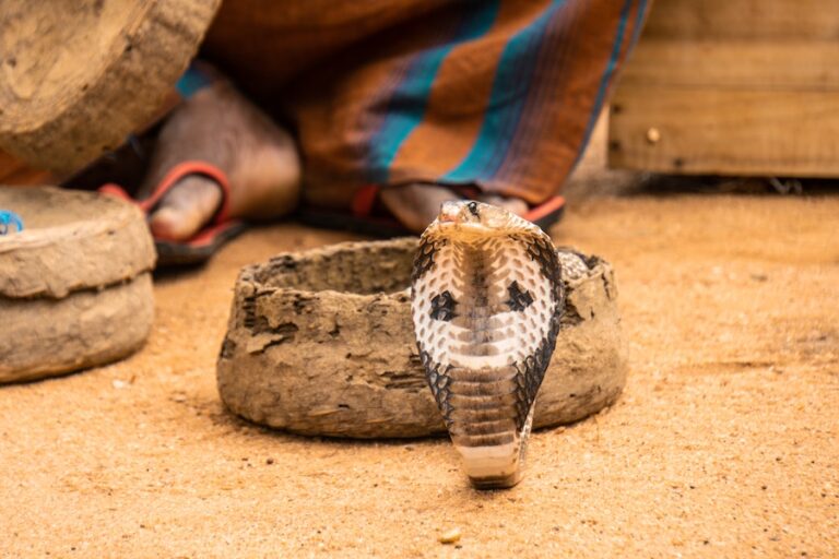 Inédito: Cobra murió tras ser mordida por un niño de 8 años