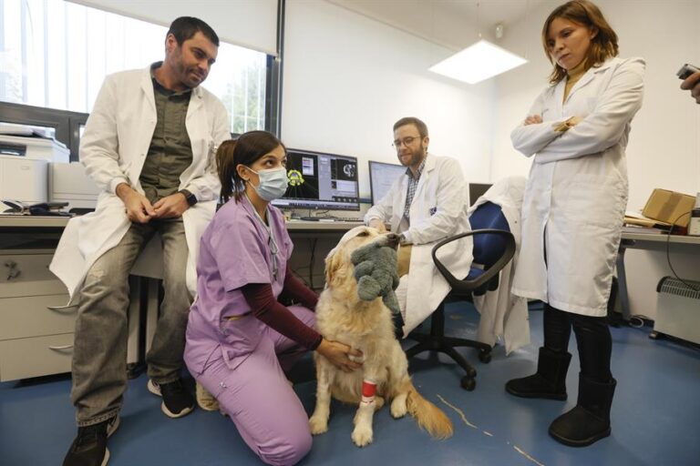Es único en el mundo: España y Portugal lanzan pionero centro para tratar a perros y gatos con cáncer