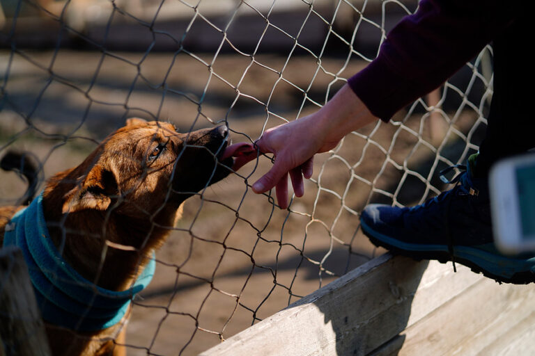 Incendio en Viña del Mar: Recomendaciones para el cuidado de mascotas