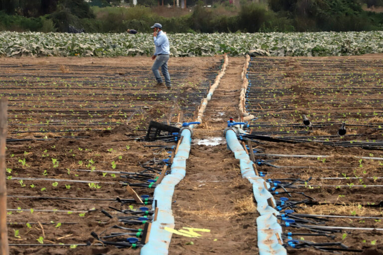 Emiten advertencia agrometeorológica para 7 regiones por temperaturas máximas de hasta 37°C