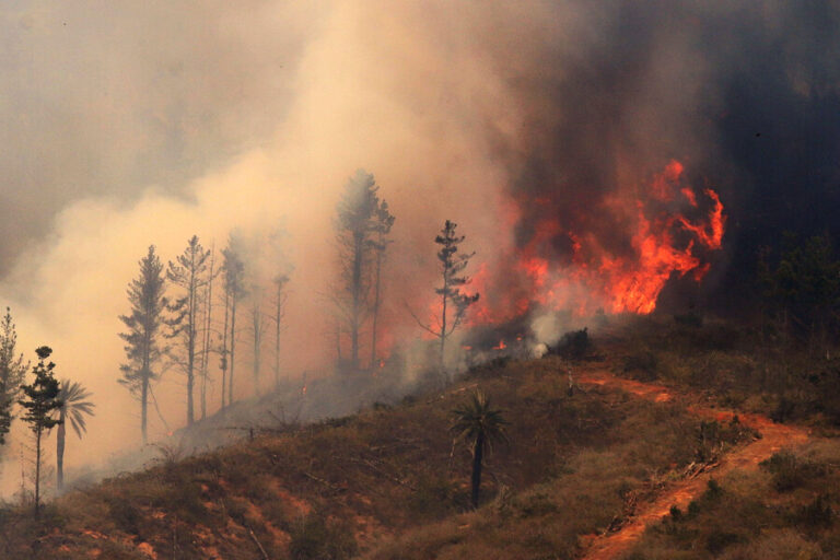 Onemi ordenó evacuación de dos sectores en Santa Cruz por incendio forestal