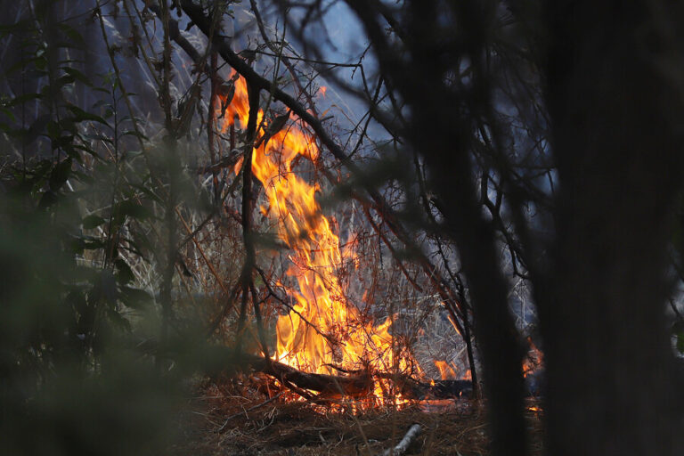 Declaran alerta roja en Yumbel por incendio forestal: Ha consumido cerca de 40 hectáreas