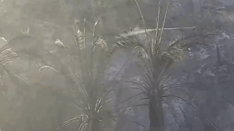 Ejemplares de 500 años: Incendios en Viña del Mar afectaron parte del Santuario de la Naturaleza Palmar del Salto