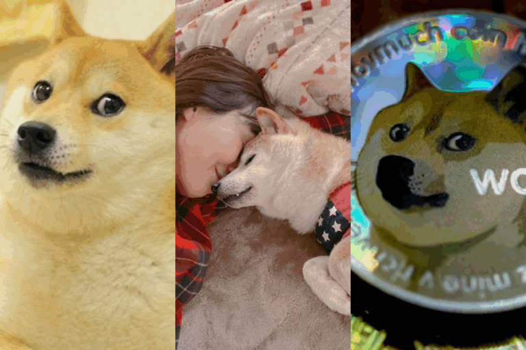 Perro que inspiró el meme doge y es rostro de una criptomoneda está gravemente enfermo