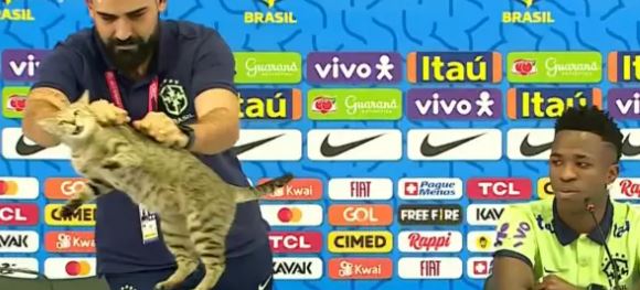 Demandan a la Confederación Brasileña de Fútbol por maltrato a gato en Qatar