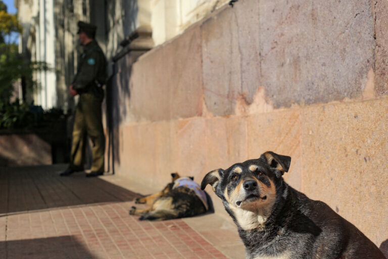 Denuncian matanza masiva de perros comunitarios en sector Maule de Coronel: Municipio anunció acciones legales
